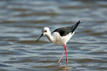 Echasse blanche<br>NIKON D200, 700 mm, 250 ISO,  1/2000 sec,  f : 5.6 